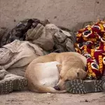 A beaten dog loaded with explosives by Russian soldiers in a bid to kill more innocent civilians