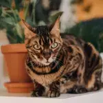 Bengal cat kicked and slapped by its celebrity owner: guess what the abuser’s punishment is