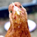 Bird flu: A new strain has been detected for the first time in humans in China
