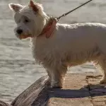 This blind rescue dog was so cheeky he won its foster mama’s heart and got a forever home 