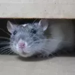 Brits warned not to poison 300 million super-rats taking over UK, here's why