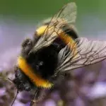 California classes bees as fish for this specific reasonv 