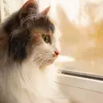 Cat owners’ relief as full lockdown banning cats from going outdoor is lifted