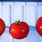 Contrary to popular belief, you shouldn't put your tomatoes in the fridge.