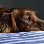 COVID-19: Alpha variant infecting more pets than ever 