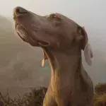 COVID-sniffing dogs