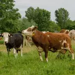 Cows in an Indian state to have access to 24-hour ambulance services