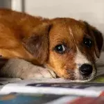 A dog so malnourished it ‘could have eaten the tip of her tail’ rescued and in need of a loving home