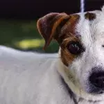 A dog was stabbed and shot but beat the odds and got a job as a police wellness pet
