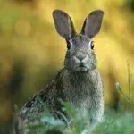 Dozens of giant pet rabbits were 'bred to be eaten' in a filthy house