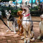 England will finally be criminalizing pet abduction
