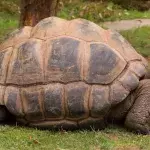 An escaped giant tortoise takes up the train tracks and brings traffic to a halt