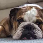The family’s anguish as their dog dies after the sitter left it to 'boil' in a scorching heat