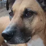 Firefighters’ agony as 12 pets die and six are rescued in a devastating fire