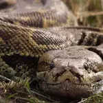 The Florida Python Challenge: at what cost would you catch killer snakes?