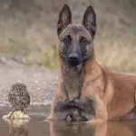 Friendship Between A Dog And An Owl