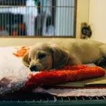 'He took a bullet for me': a dog whose leg was due to be amputated after a severe injury makes a full recovery