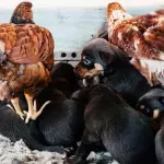 Heartbreak and agony as dozens of dogs are amongst 200 animals rescued in ‘one of the biggest animal welfare operations ever’ (VIDEO)