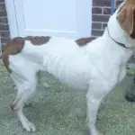 This heartbreaking case sees two dogs mistreated beyond belief; the images are stomach-twisting