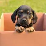 This heartbroken puppy refused to leave a cardboard box her owner abandoned her in, hoping for him to come back 