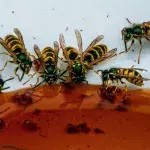 Here are 4 ways to keep wasps away from your home you need for the summer