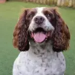 His neck was swelling up like a ball': a dog was attacked by a 'giant' venomous snake