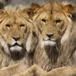 Homosexuality