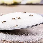 How to get rid of ant infestation with household items 