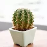 How to properly take care of your cacti
