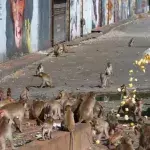 Hundreds of hungry primates reenact "Planet of the Apes" in Lopburi City in Thailand