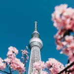 Japan cherry blossoms