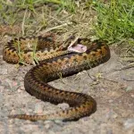 Man bitten by snake, how to spot them