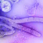 Marburg Virus