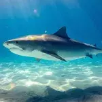 Mega sharks are on the rise: 'Biggest ever seen'