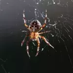 Microscopic arachnids are likely living inside your pores 