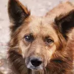 This mother dog’s desperate cries saved her and her seven puppies from near death in a landslide