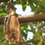 New Covid-like virus discovered in bats in the UK, should we be worried? 