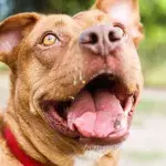 A non-banned ‘American Bully XL’ dog turned on its owners in a horrific attack 