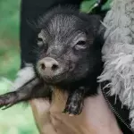 People swap dogs for pet pigs as the cost of living crisis hits home