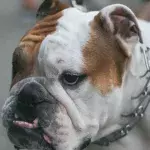 Puppies had their ears cropped in a savage illegal procedure; abusers were after ‘top money’ but got jail instead