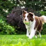 A rare dog disease can now transfer to humans, should we be worried?
