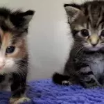 Rescue’s disbelief as a gutless man hid from them, dumped his flea-ridden cats and ran away