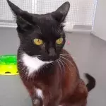Rescue’s heartache as no one wants to adopt this one-of-a-kind cat