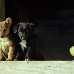 Rescue’s heartbreak as these puppies were abandoned because their owners couldn’t afford them anymore