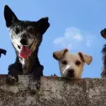 Risking jail for owning a pet: ‘No Dogs Allowed’ can become a reality in this country 