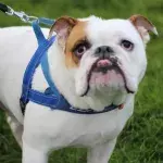 'The saddest looking puppy' whose abusive owner left her with multiple fractures is now happy in her forever home 