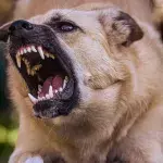 A savage dog attack leaves one woman dead and another injured