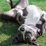 This 'scary-looking' dog finds a new home after a ‘makeover’ with a propeller hat