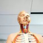 Scientists discovered an organ in the human head… By accident