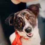 A senior dog who went missing two months ago was accidentally found in a 22-mile cave